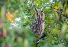 Long-eared owl in tree 2, Netherlands
